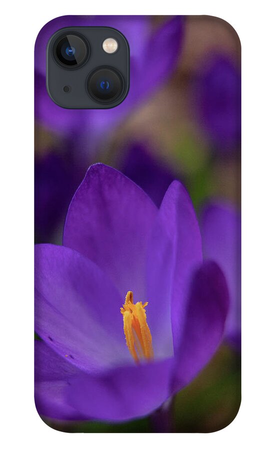 Purple iPhone 13 Case featuring the photograph Deep Purple Crocus by Denise Kopko