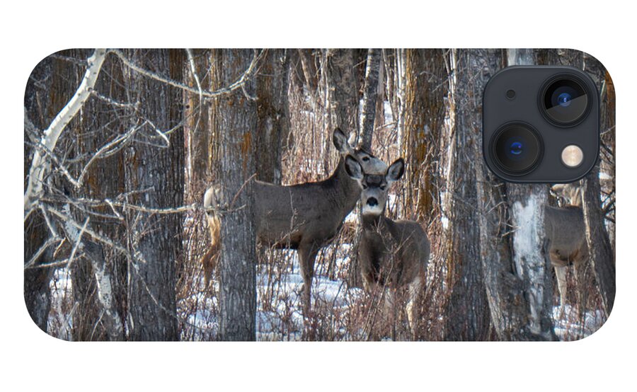 Deer iPhone 13 Case featuring the photograph Deer In Winter Woods by Karen Rispin
