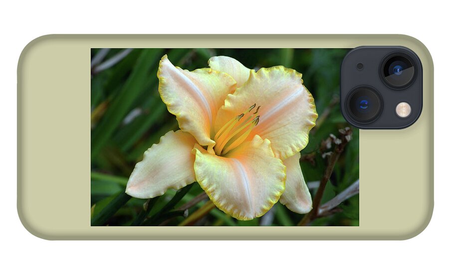 Daylily iPhone 13 Case featuring the photograph Desirable Daylily. by Terence Davis
