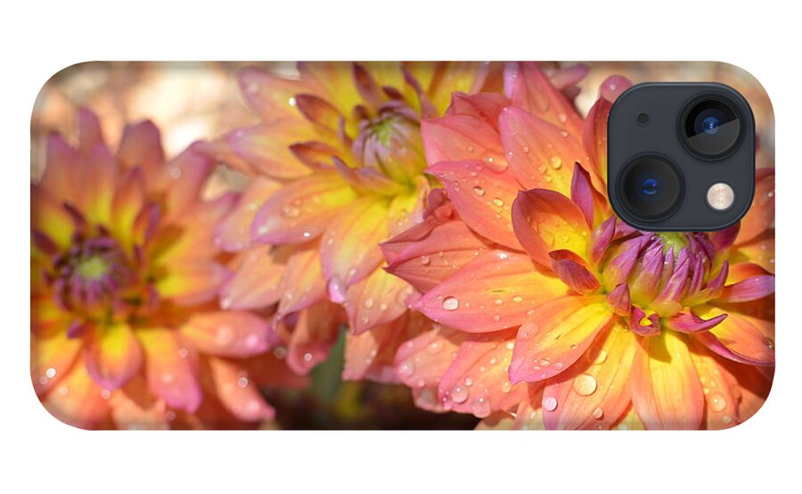 Dahlia iPhone 13 Case featuring the photograph Dewy Dahlias by Amy Fose