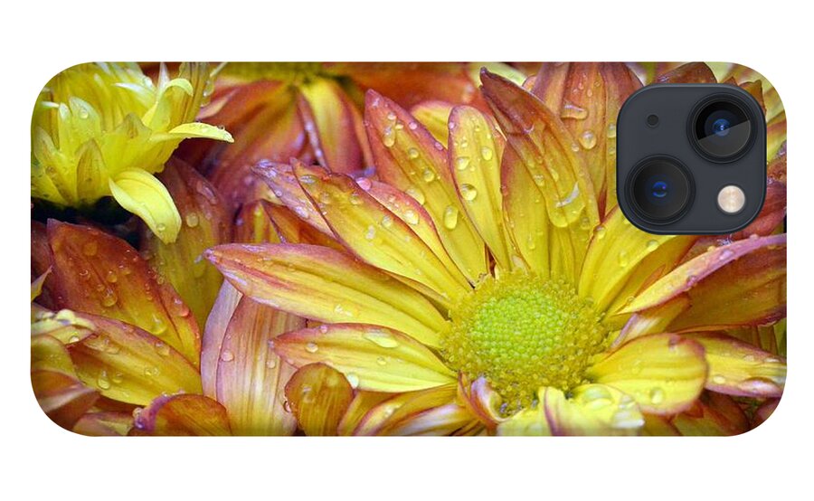 Daisy iPhone 13 Case featuring the photograph Dewy Pink and Yellow Daisies 2 by Amy Fose