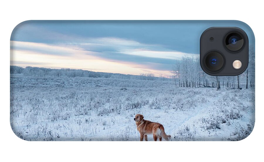 Dog iPhone 13 Case featuring the photograph Dog in an Alberta winter pasture by Karen Rispin