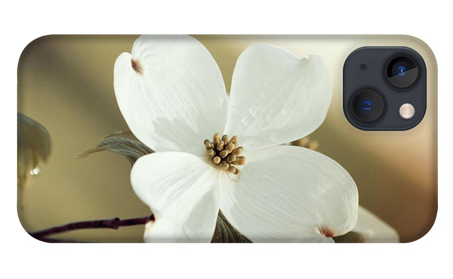 Dogwood; Dogwood Blossom; Blossom; Flower; Vintage; Macro; Close Up; Petals; Green; White; Calm; Horizontal; Leaves; Tree; Branches iPhone 13 Case featuring the photograph Dogwood in Autumn Hues by Tina Uihlein