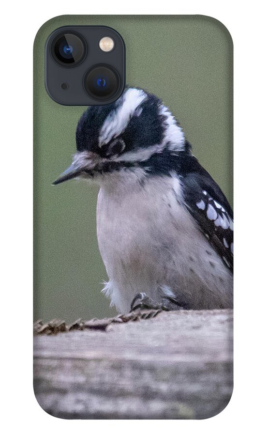 2019 iPhone 13 Case featuring the photograph Downy Woodpecker 2 by Gerri Bigler