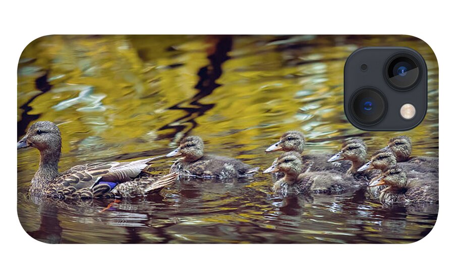 Mallard iPhone 13 Case featuring the photograph Duck Family by Michael Rauwolf
