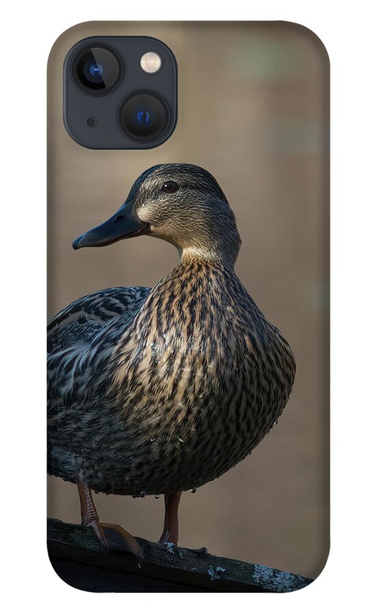Bird iPhone 13 Case featuring the photograph Duck by Paul Ross