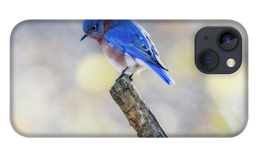 Bluebird iPhone 13 Case featuring the photograph Eastern Bluebird Bowed in Prayer by Sandra Rust