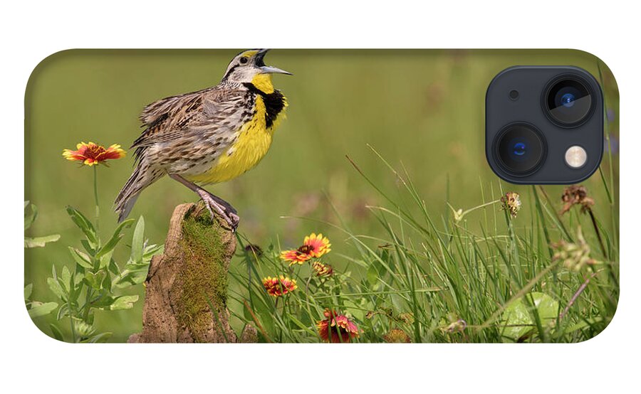00563400 iPhone 13 Case featuring the photograph Eastern Meadowlark Calling by Alan Murphy