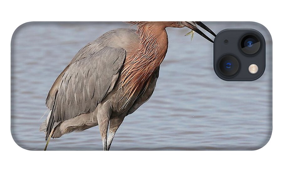Reddish Egret iPhone 13 Case featuring the photograph Eating a Fish May Need Greater Efforts by Mingming Jiang