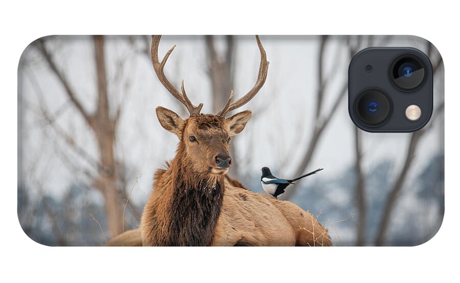 Elk iPhone 13 Case featuring the photograph Elk and Magpie by Christopher Thomas