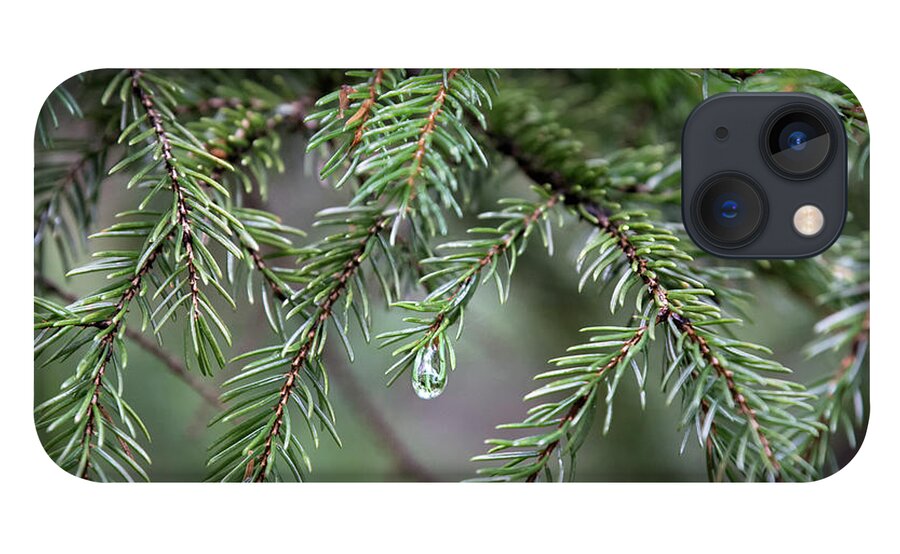 Evergreen iPhone 13 Case featuring the photograph Evergreen - Pine needles by Rehna George