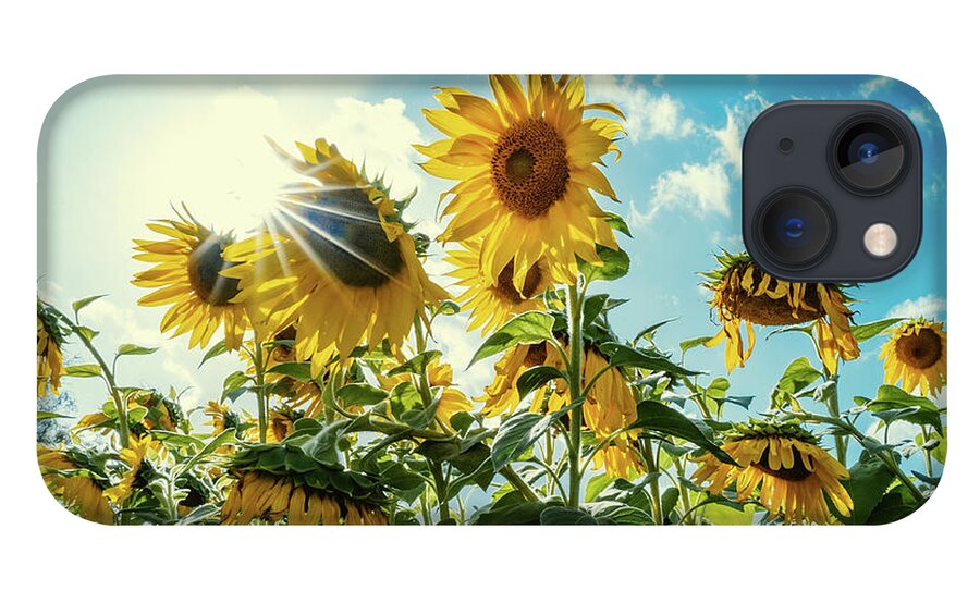 Sunflower iPhone 13 Case featuring the photograph Face the Future by Ada Weyland