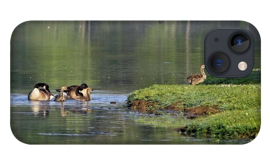 Wildlife iPhone 13 Case featuring the photograph Family Of Geese by John Benedict
