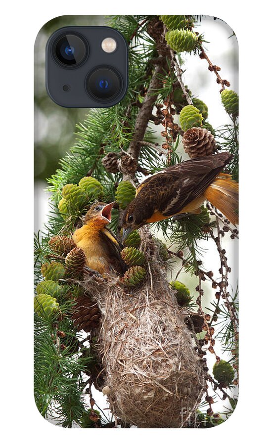 Oriole iPhone 13 Case featuring the photograph Feeding Time by Jayne Carney