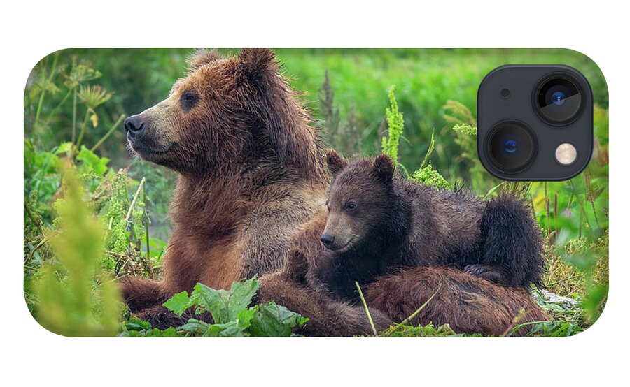 Bear iPhone 13 Case featuring the photograph Female Brown Bear And Her Cubs by Mikhail Kokhanchikov