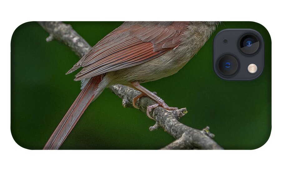 Female Cardinal iPhone 13 Case featuring the photograph Female Northern Cardinal in the Wild by Sandra Rust