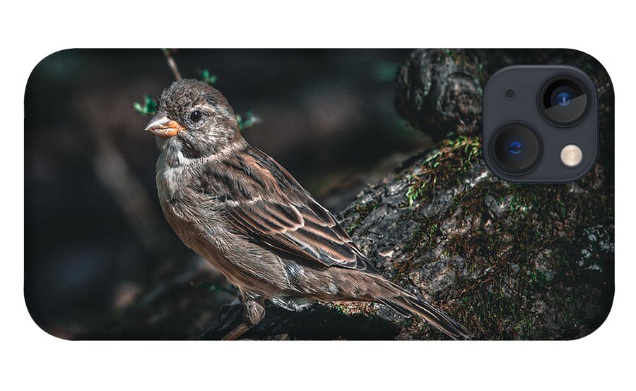 Photo iPhone 13 Case featuring the photograph Female House Finch on Log by Evan Foster