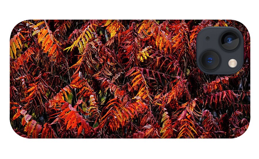 Sumac iPhone 13 Case featuring the photograph Fiery Sumac by Laura Tucker