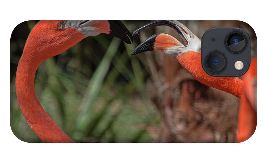 Flamingo iPhone 13 Case featuring the photograph Flamingo Quarrel by Carolyn Hutchins