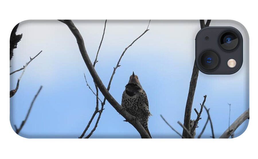 Northern Flicker iPhone 13 Case featuring the photograph Flicker by Amanda R Wright