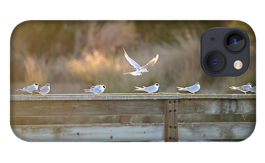 Common Tern iPhone 13 Case featuring the photograph Flock of Common Tern Sitting along the bird rest by Amazing Action Photo Video