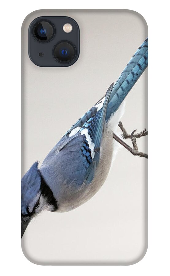 Blue Jay iPhone 13 Case featuring the photograph Free Falling for a Peanut by Sandra Rust