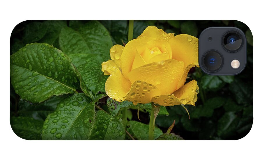 Rose iPhone 13 Case featuring the photograph Fresh Yellow Rose by Stephen Sloan