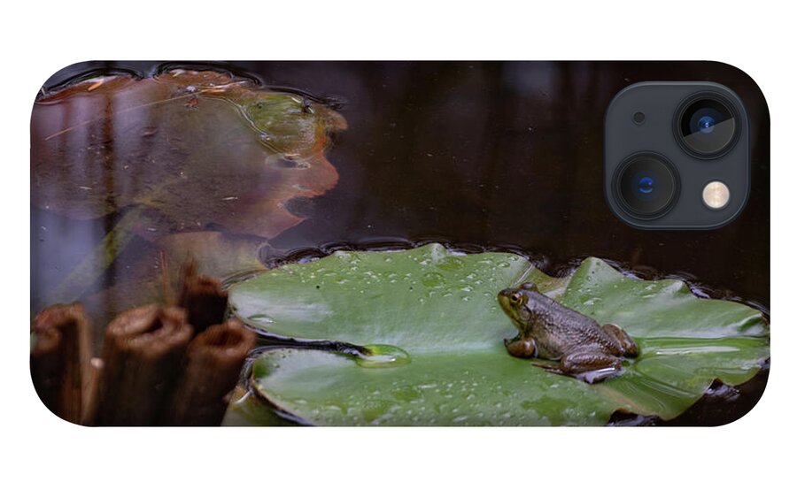 Frog iPhone 13 Case featuring the photograph Frog on Lilly Pad by Lorraine Cosgrove