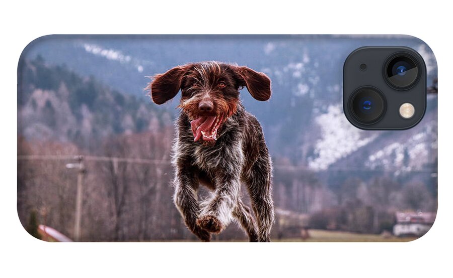 Bohemian Wire iPhone 13 Case featuring the photograph Fun face. Hound- Bohemian Wire Haired Pointing Griffon by Vaclav Sonnek