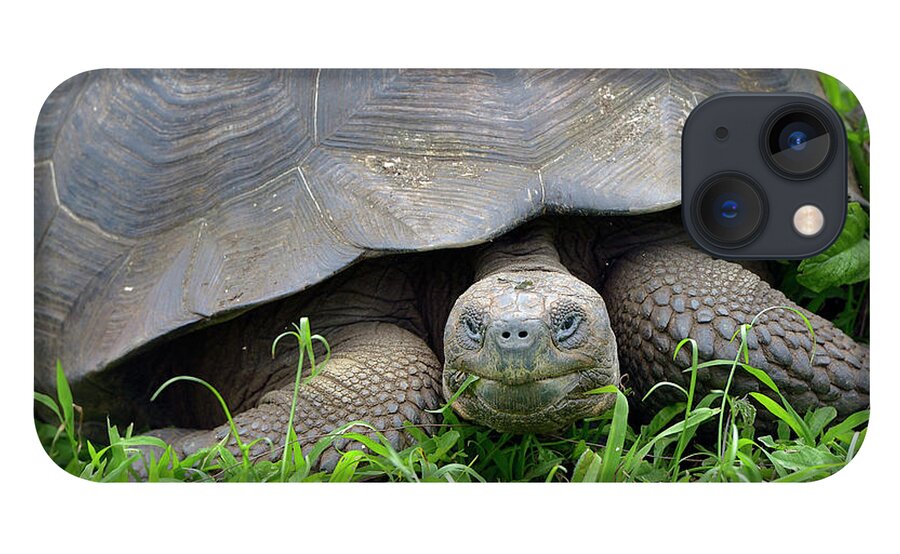 Republic Of Ecuador iPhone 13 Case featuring the photograph Galapagos giant tortoise, Santa Cruz Island, Galapagos Islands, Ecuador by Kevin Oke