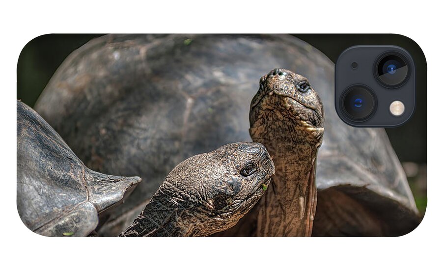 Giant Tortoises iPhone 13 Case featuring the photograph Galapagos giant tortoises by Henri Leduc