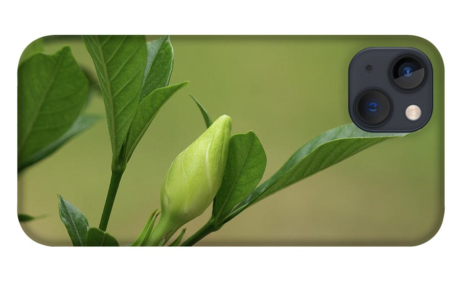  iPhone 13 Case featuring the photograph Gardenia Bud by Heather E Harman