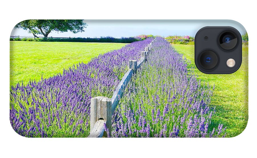 Landscape iPhone 13 Case featuring the photograph George Washington Lavender Gardens by Bill TALICH