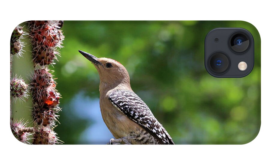 Arizona iPhone 13 Case featuring the photograph Gila Woodpecker eating Cactus Fruit 1 by Dawn Richards
