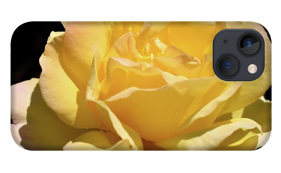 Nature iPhone 13 Case featuring the photograph Glorious Day Rose after Rain by Leonida Arte