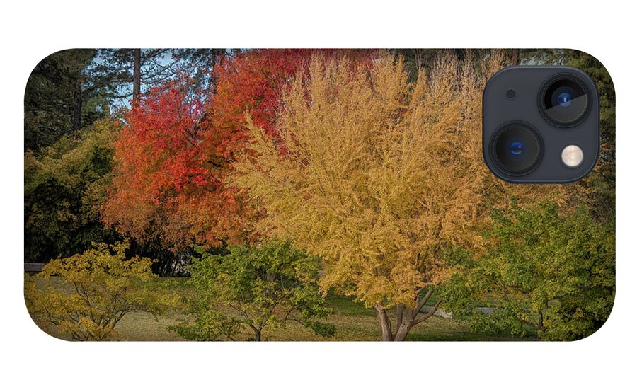 Uc Davis Arboretum iPhone 13 Case featuring the photograph Glorious ginkgo tree, UC Davis Arboretum by Alessandra RC