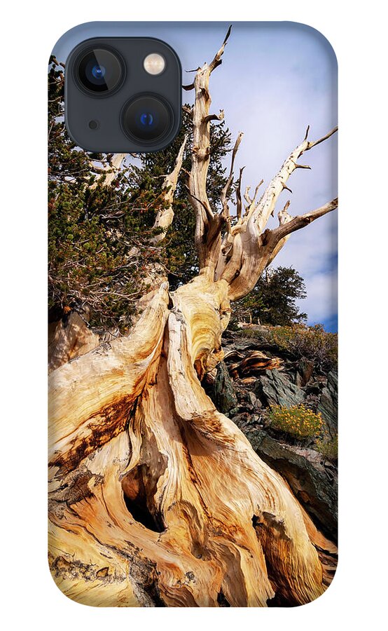 Bristlecone Pine iPhone 13 Case featuring the photograph Gnarled and Alive by Ryan Huebel