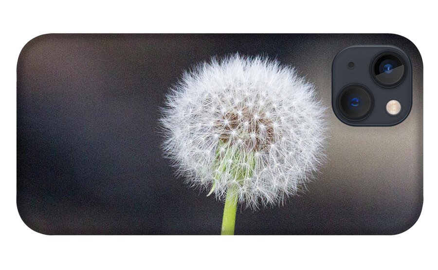Flower iPhone 13 Case featuring the photograph Gone to seed by David Beechum