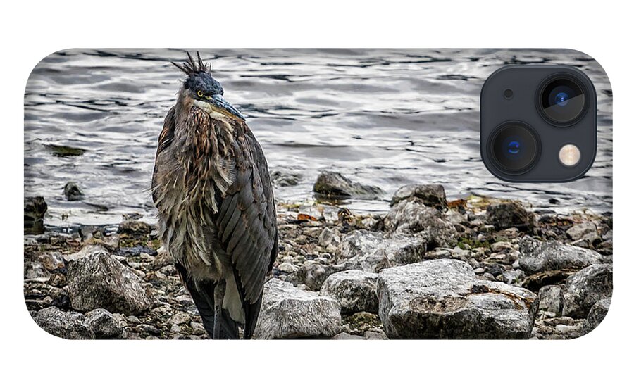 Great Blue Heron iPhone 13 Case featuring the photograph Great Blue Heron at Carmen Reservoir, No. 1 by Belinda Greb