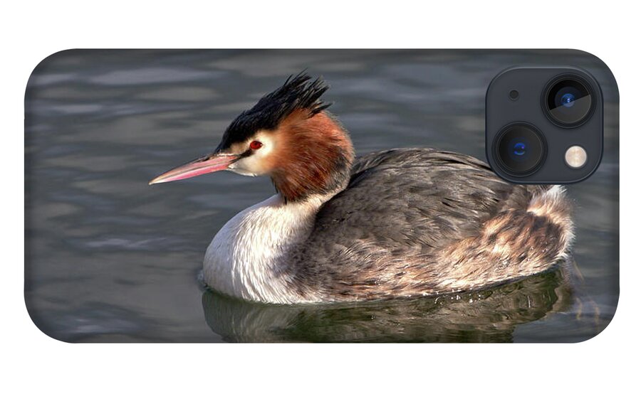Nature iPhone 13 Case featuring the photograph Great Crested Grebe by Baggieoldboy