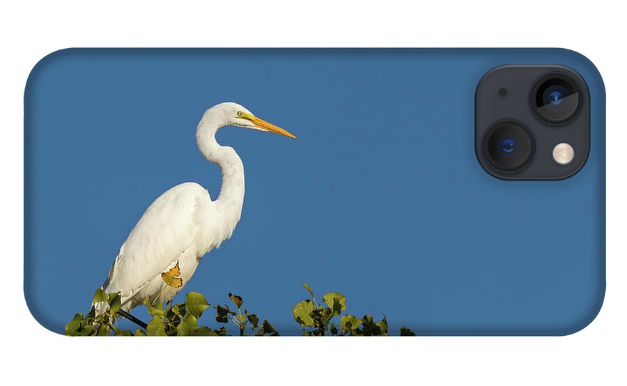 Great Egret iPhone 13 Case featuring the photograph Great Egret 2016-4 by Thomas Young