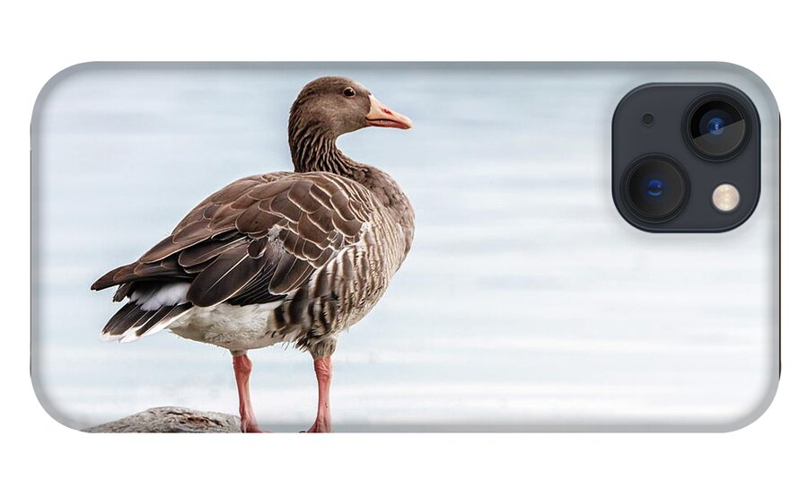 Greylag iPhone 13 Case featuring the photograph Greylag goose, Anser Anser, standing on a rock by Elenarts - Elena Duvernay photo