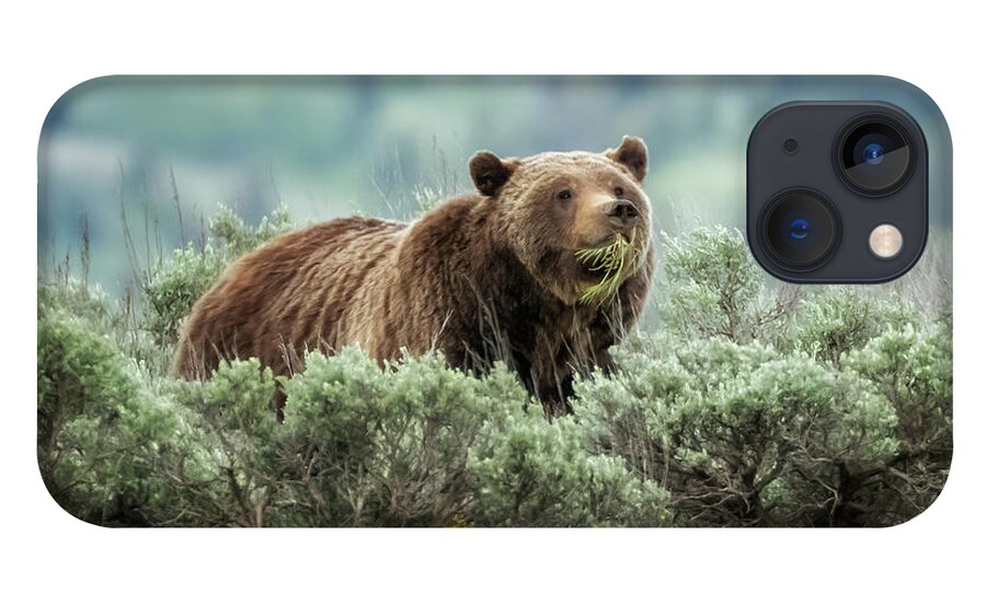 Grizzly iPhone 13 Case featuring the photograph Grizzly 399 Eating Grass by Belinda Greb