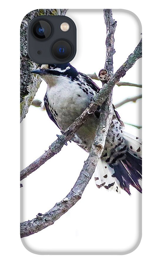 Woodpecker iPhone 13 Case featuring the photograph Hairy Woodpecker by Tahmina Watson