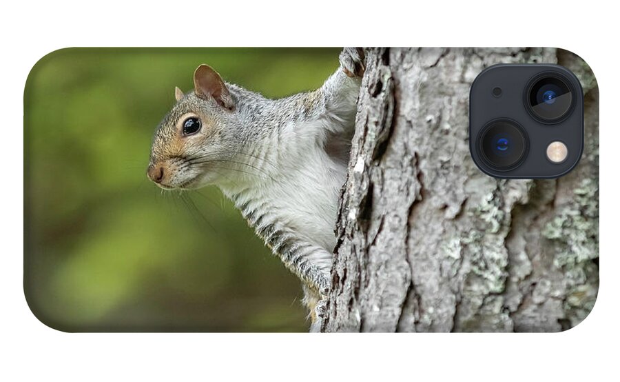 Squirrel iPhone 13 Case featuring the photograph Hang On by Holly Ross