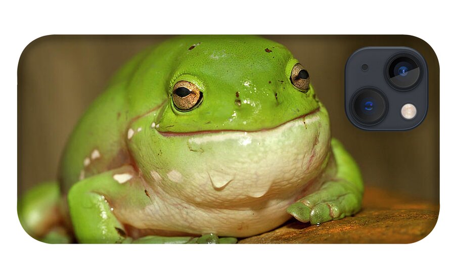 Happy Frog iPhone 13 Case featuring the digital art Happy frog 663 by Kevin Chippindall
