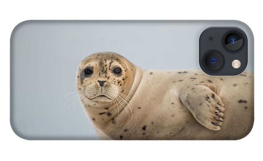 Seal iPhone 13 Case featuring the photograph Harbor Seal by David Kirby