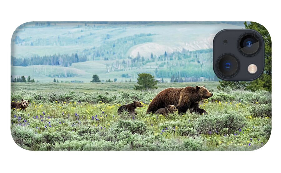 Grizzly Bear 399 iPhone 13 Case featuring the photograph Heading South, No. 2 - Grizzly 399 and Cubs by Belinda Greb