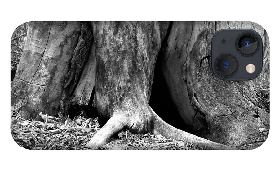 Tree iPhone 13 Case featuring the photograph Hollow Tree Trunk in Black and White by Amanda R Wright