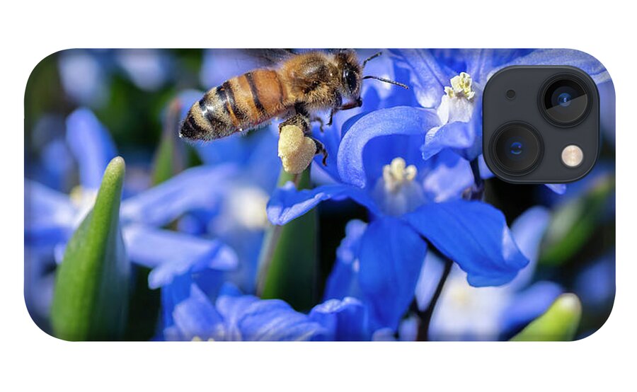 Honey Bee iPhone 13 Case featuring the photograph Honey Bee on Scilla by Sandra Rust